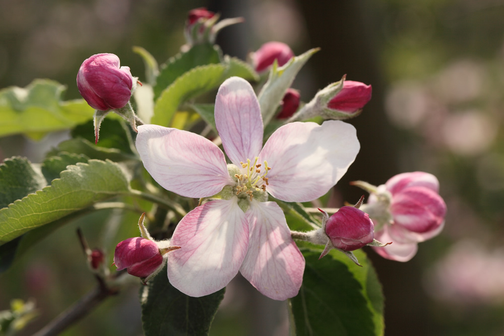 Die Obstblüte wird traditionell mit dem Altländer Blütenfest und der Krönung der neuen Blütenkönigin gefeiert.