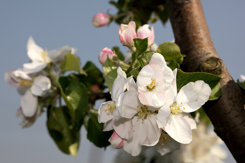 Die Obstblüte im Alten Land: ein Grund zum Feiern