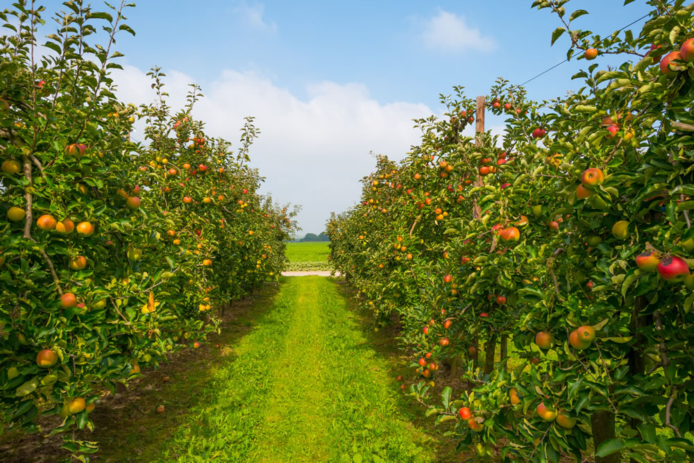Im Alten Land wachsen viele Apfelsorten